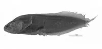 Karin's coralbrotula (Diancistrus karinae)