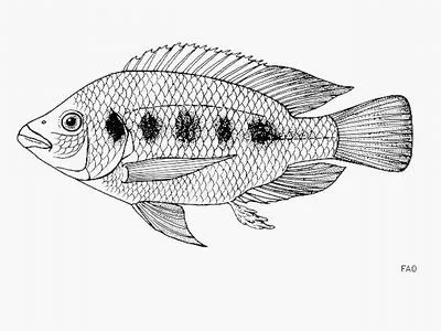 Karomo (Oreochromis karomo)