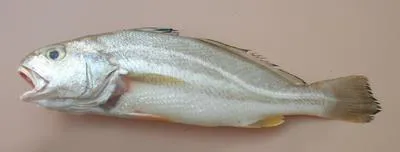 Karut croaker (Johnius carutta)