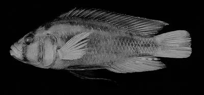 Katavi mouthbrooder (Haplochromis katavi)