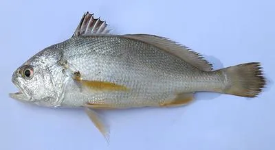 Kathala croaker (Kathala axillaris)