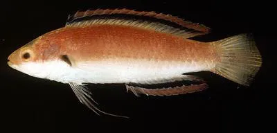Katherine's wrasse (Cirrhilabrus katherinae)