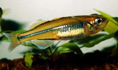 Katrana (Rheocles alaotrensis)