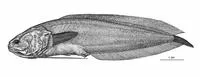 Katrine's coralbrotula (Diancistrus katrineae)