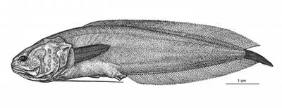 Katrine's coralbrotula (Diancistrus katrineae)