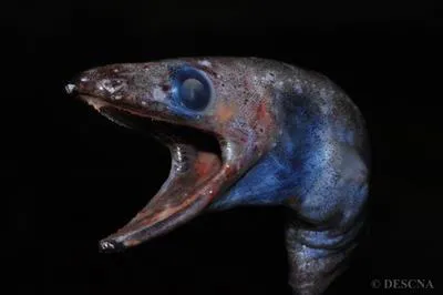 Kaup's arrowtooth eel (Synaphobranchus kaupii)