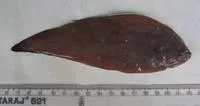Kaup's sole (Synaptura albomaculata)