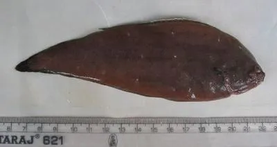Kaup's sole (Synaptura albomaculata)