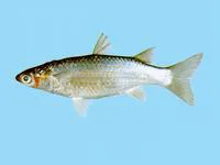 Keeled mullet (Liza carinata)