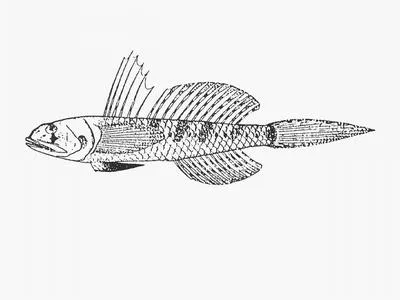 Kei goby (Oligolepis keiensis)