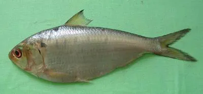 Kelee shad (Hilsa kelee)