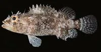 Kellogg's scorpionfish (Scorpaenodes kelloggi)
