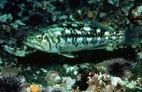 Kelp bass (Paralabrax clathratus)