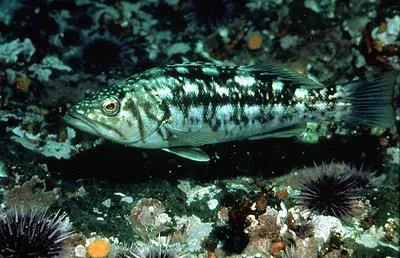 Kelp bass (Paralabrax clathratus)