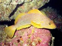 Kelp greenling (Hexagrammos decagrammus)