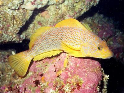 Kelp greenling (Hexagrammos decagrammus)