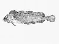Kelp klipfish (Clinus rotundifrons)