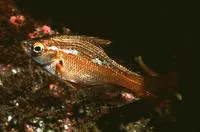 Kelp perch (Brachyistius frenatus)
