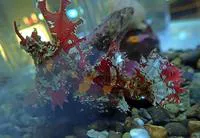 Kelp poacher (Agonomalus mozinoi)
