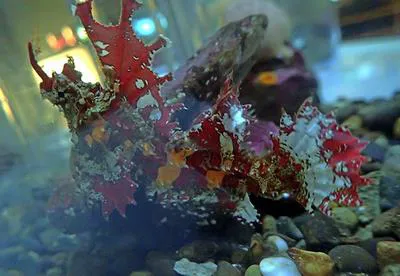 Kelp poacher (Agonomalus mozinoi)