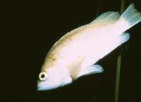 Kelp rockfish (Sebastes atrovirens)