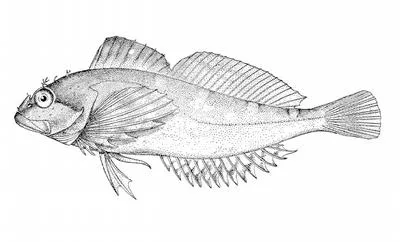 Kelp sculpin (Sigmistes caulias)