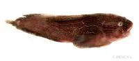 Kelp snailfish (Liparis tunicatus)
