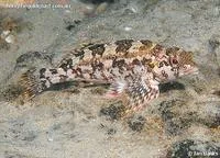 Kelpfish (Chironemus marmoratus)