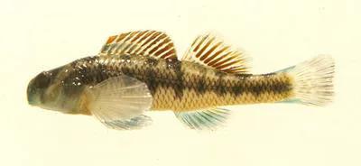 Kentucky darter (Etheostoma rafinesquei)