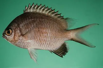 Kenyan chromis (Chromis nigroanalis)