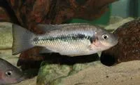 Keppi (Sarotherodon lohbergeri)