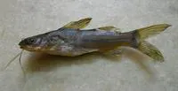 Kerala mystus (Mystus armatus)