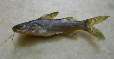 Kerala mystus (Mystus armatus)