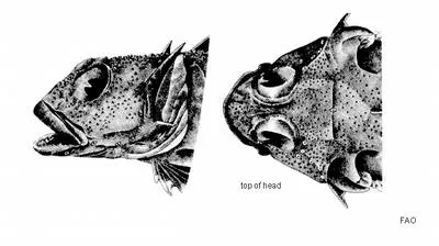 Kerguelen spiny plunderfish (Harpagifer kerguelensis)