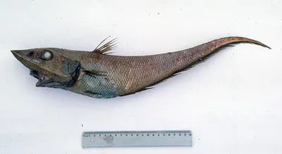 Kermadec rattail (Coelorinchus kermadecus)