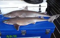 Kermadec spiny dogfish (Squalus raoulensis)