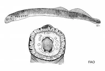 Kern brook lamprey (Lampetra hubbsi)