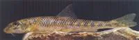 Kessler's gudgeon (Romanogobio kesslerii)