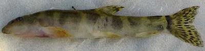 Kessler's loach (Paraschistura kessleri)