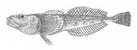 Kessler's sculpin (Leocottus kesslerii)