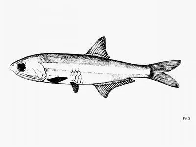 Key anchovy (Anchoa cayorum)
