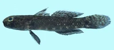 Key goby (Drombus key)