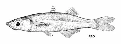 Key silverside (Menidia conchorum)