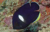 Keyhole angelfish (Centropyge tibicen)