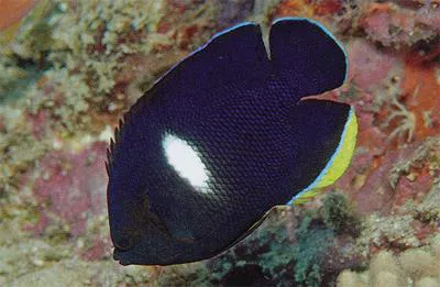 Keyhole angelfish (Centropyge tibicen)