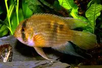 Keyhole cichlid (Cleithracara maronii)