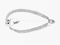 Khaki flounder (Laeops natalensis)