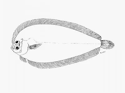Khaki flounder (Laeops natalensis)