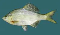 Khanka spiny bitterling (Acanthorhodeus chankaensis)