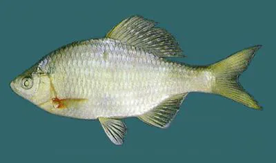 Khanka spiny bitterling (Acanthorhodeus chankaensis)